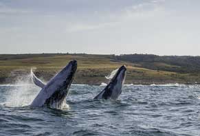 South Africa- Tour 4