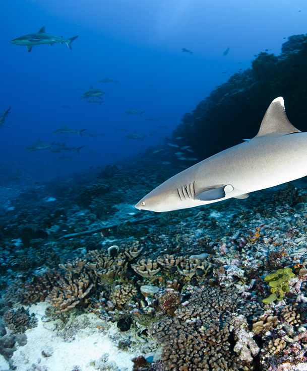 Nature  - Experience 1