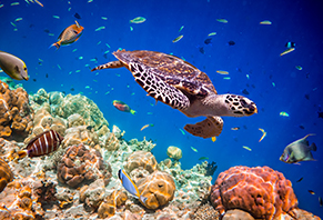 Nature  - Experience 3