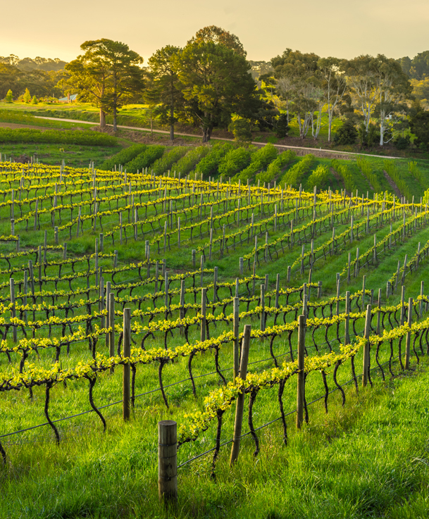 Culture - Experience 1