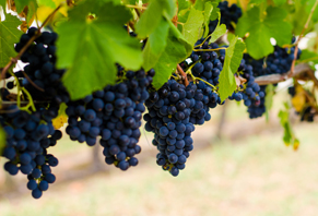 Culture - Experience 4